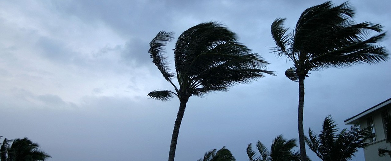 trees in a hurricane