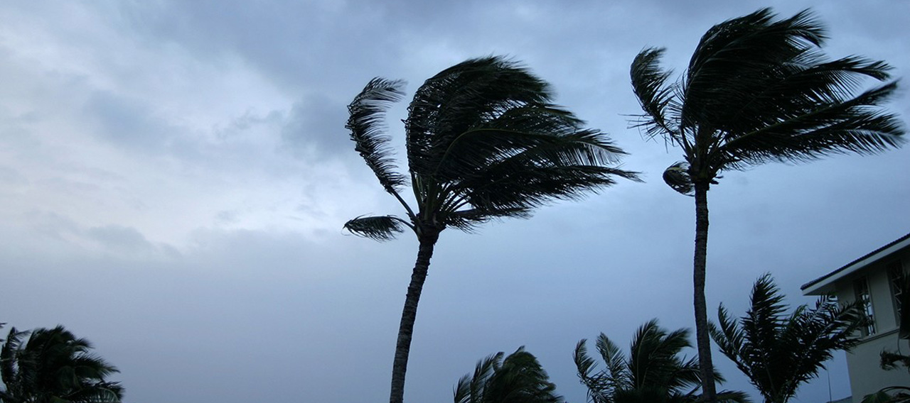 trees in a hurricane