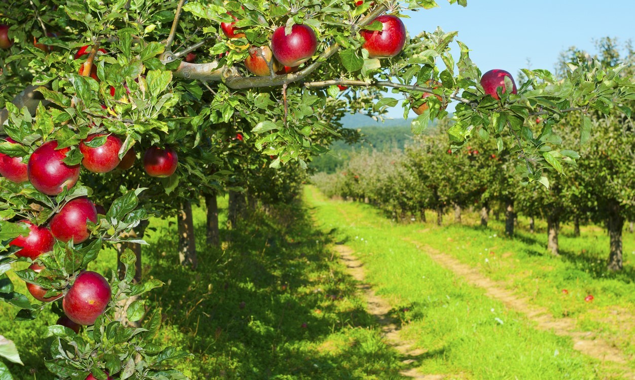 apple orchard
