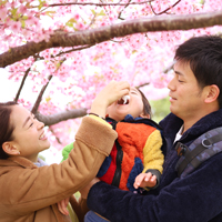 The Best Time to Visit Japan: A Season-by-Season Guide | Chubb