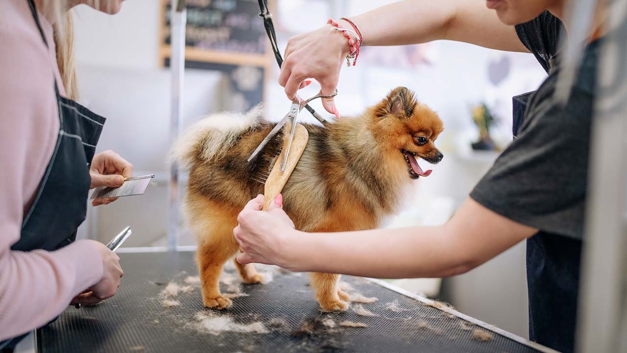 dog groomer working on a small dog