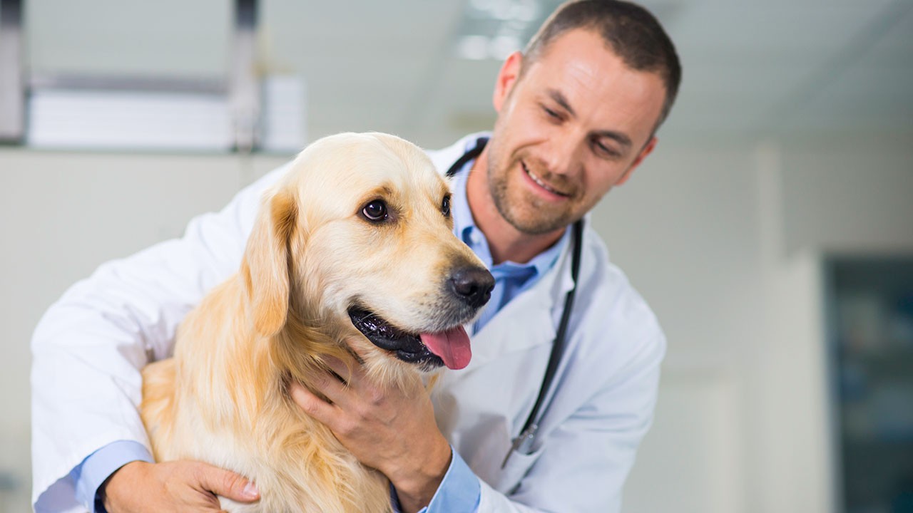 Insurance for Pet Businesses | Chubb