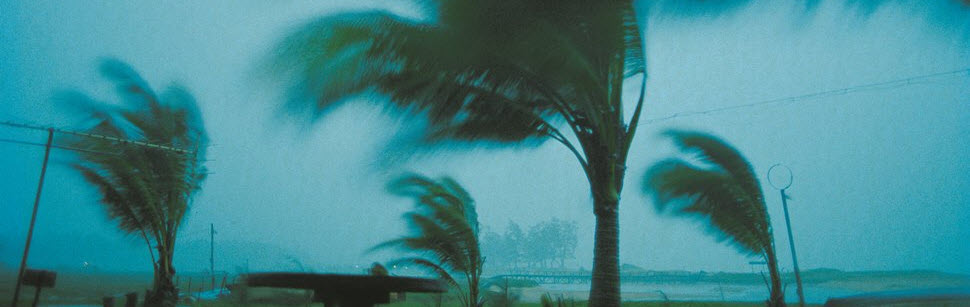 palm trees swaying in hurricane winds
