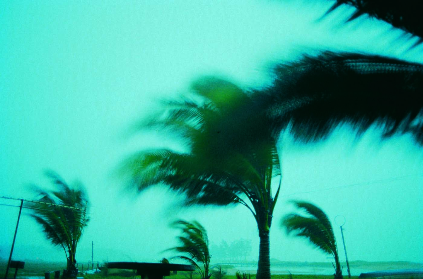 a blurry image of a palm tree