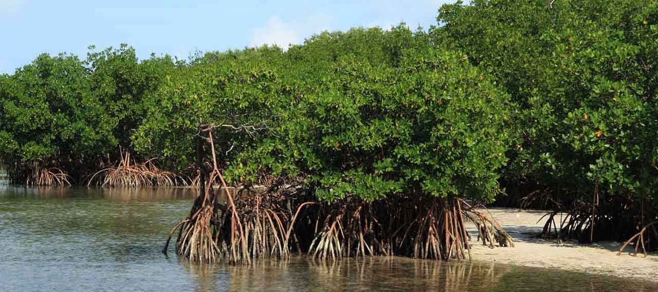 trees roots in water