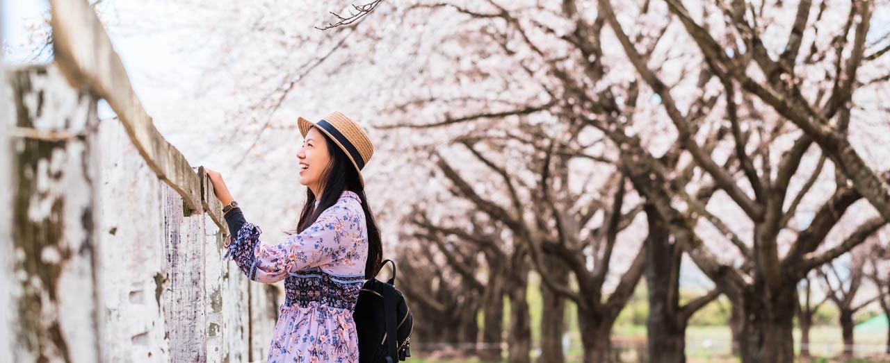 asian beautiful young woman walking and take photo in green grass garden with sakura and cherry blooming tree