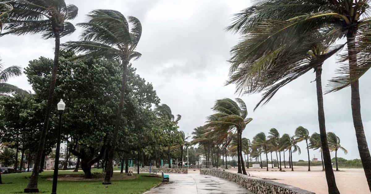storm palm trees