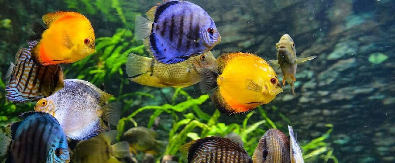 aquarium fishes