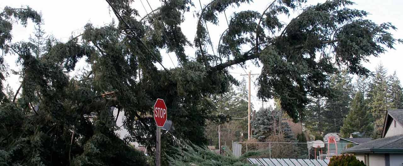 broken tree and stop sign