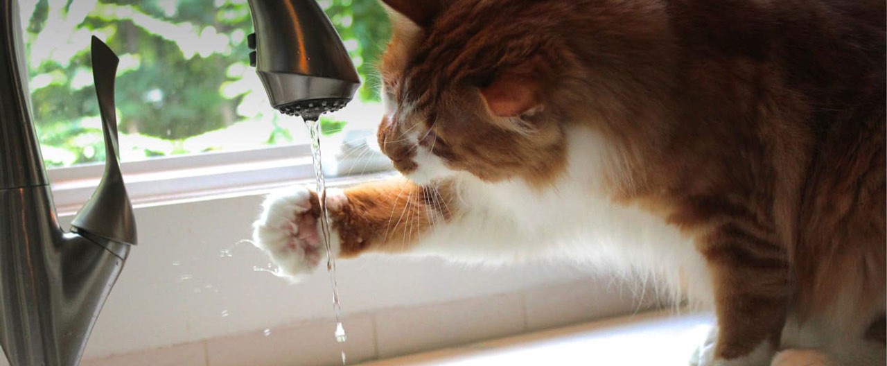 cat drinking water from sink