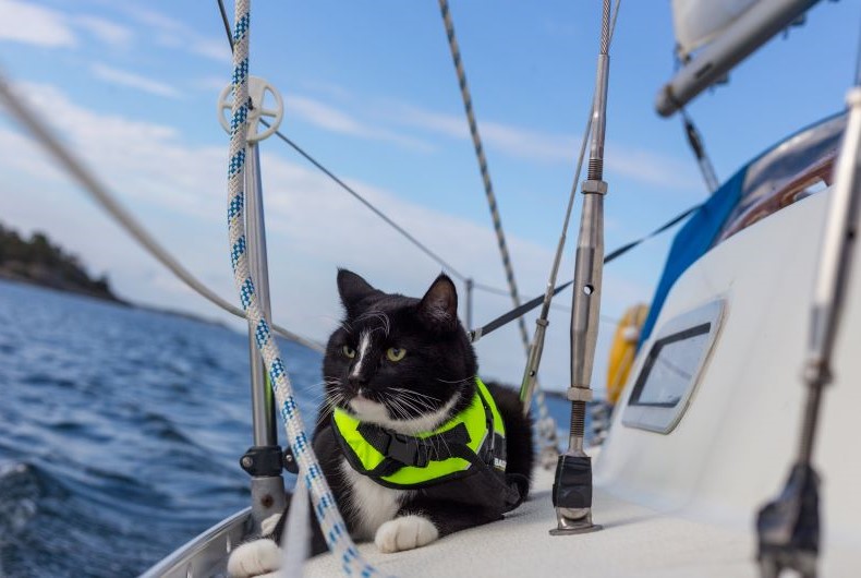 cat in life preserver on boat