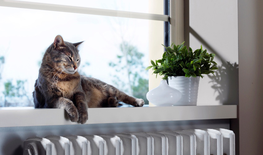 cat sitting on window ledge