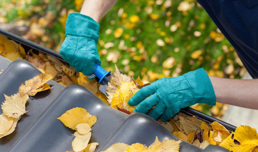 cleaning leaves