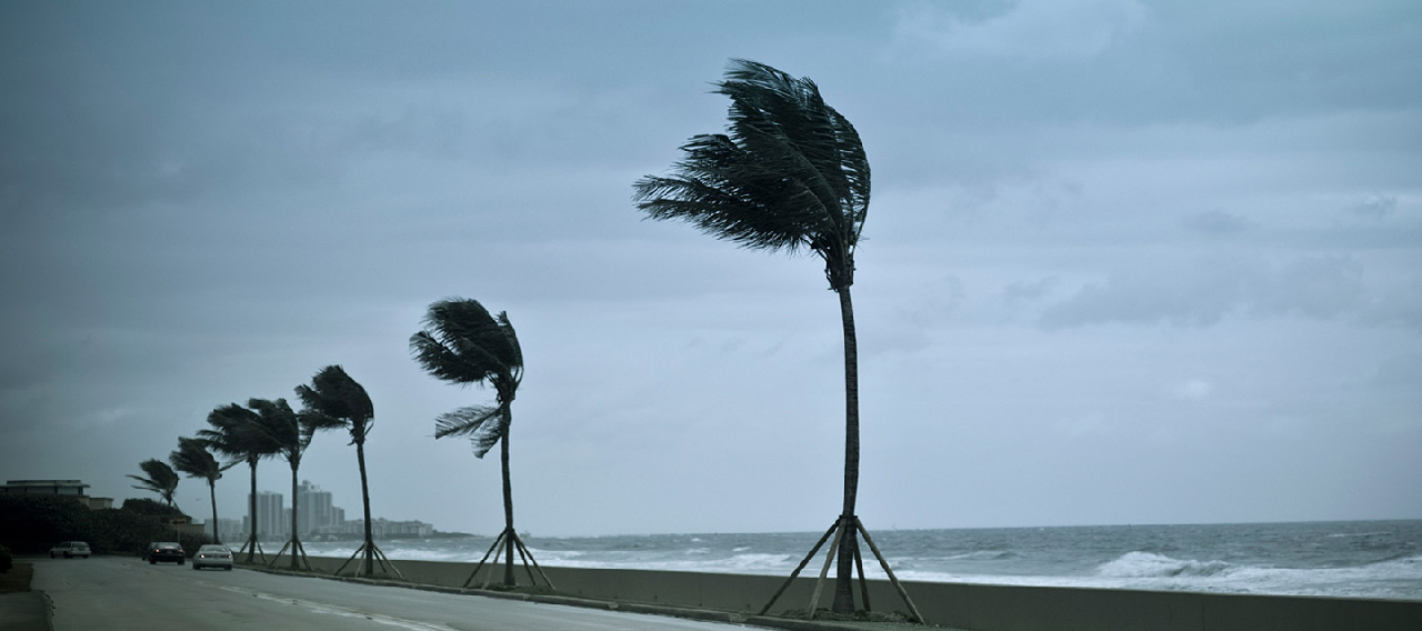 cyclone palm trees