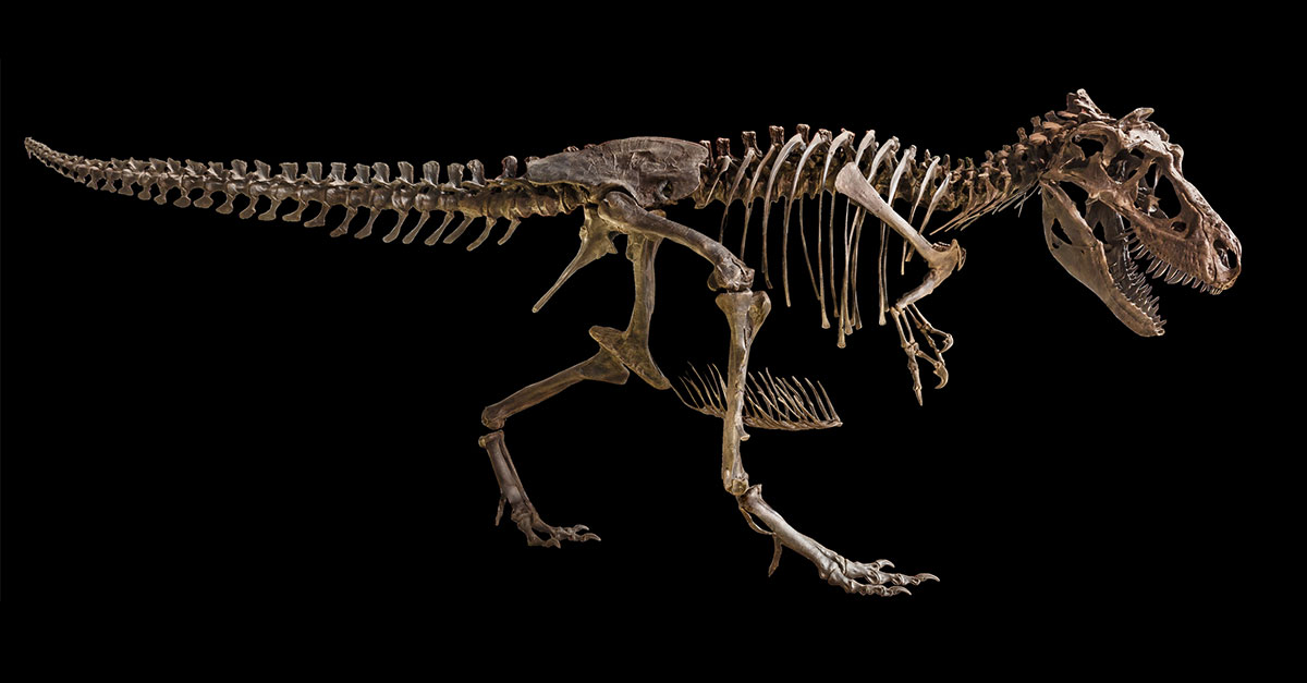 Tips for collecting fossilized skeletons | Chubb