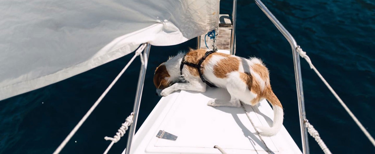 dog on the sailboat