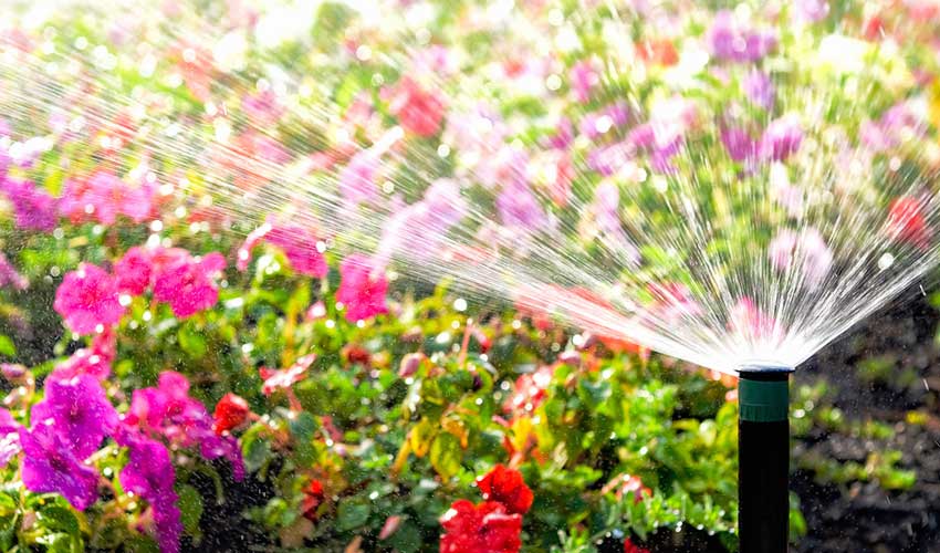 flowers being watered