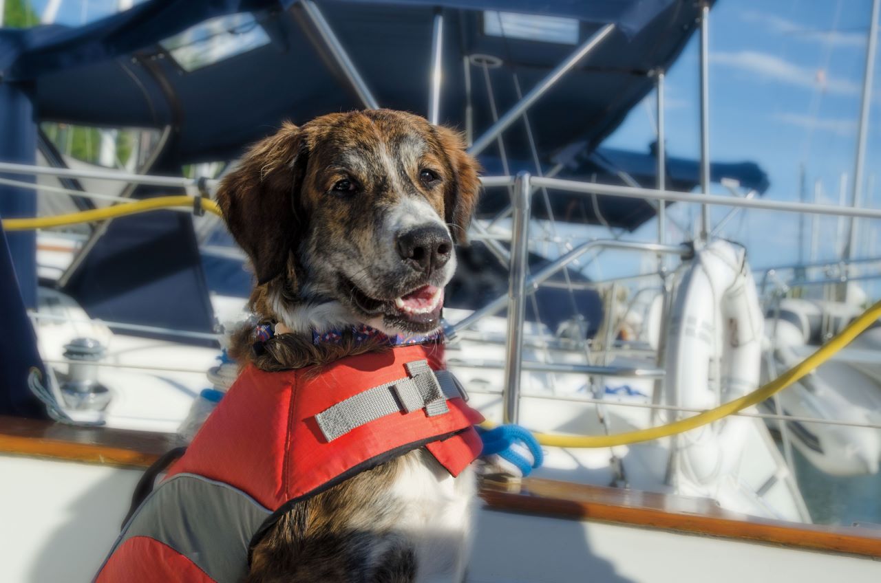 dog in life preserver on boat