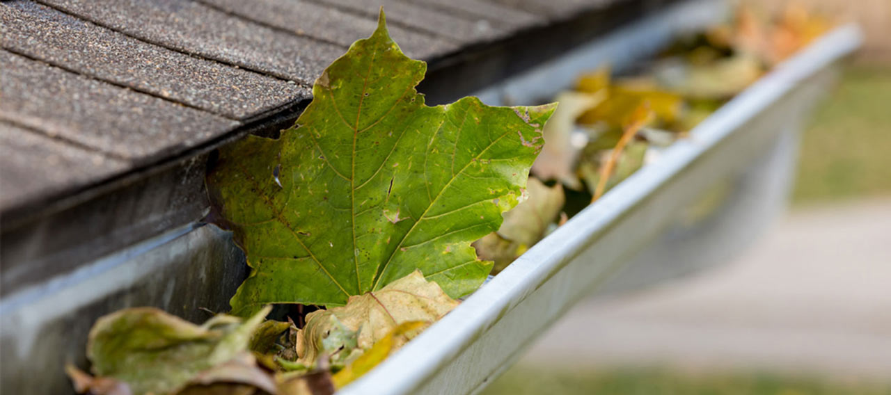 leaves in the drain
