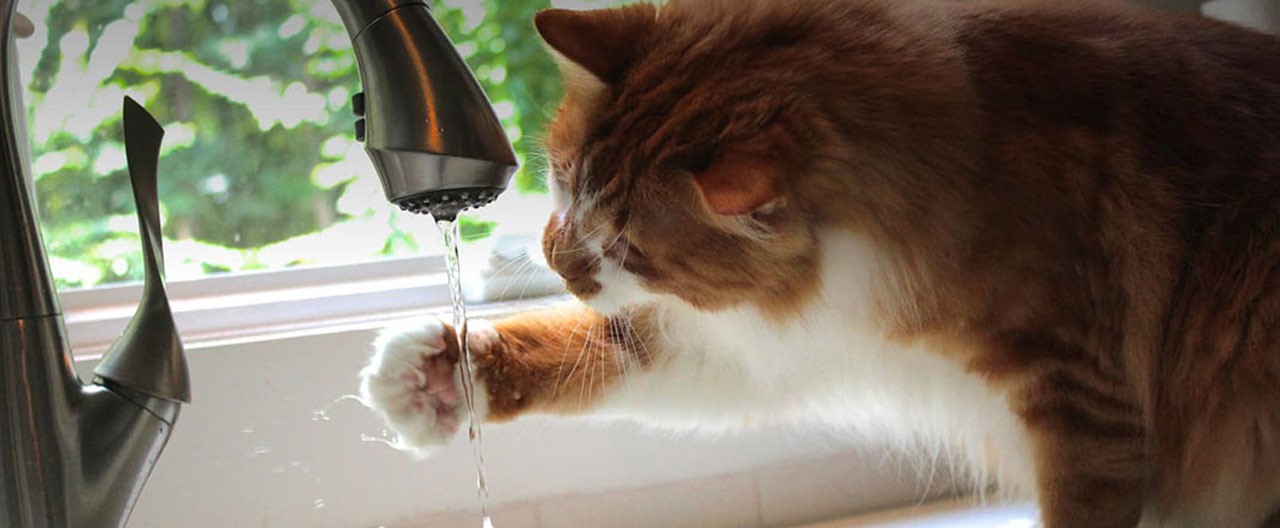 orange cat touching water