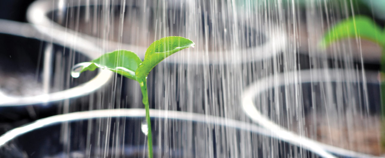pouring a young plant