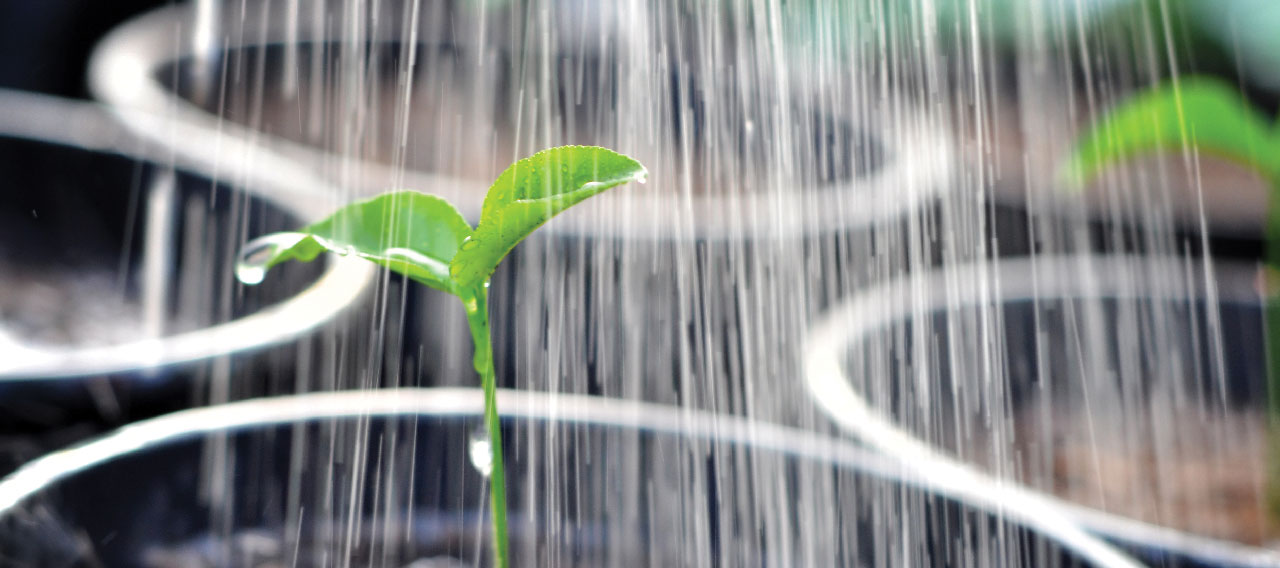 pouring a young plant