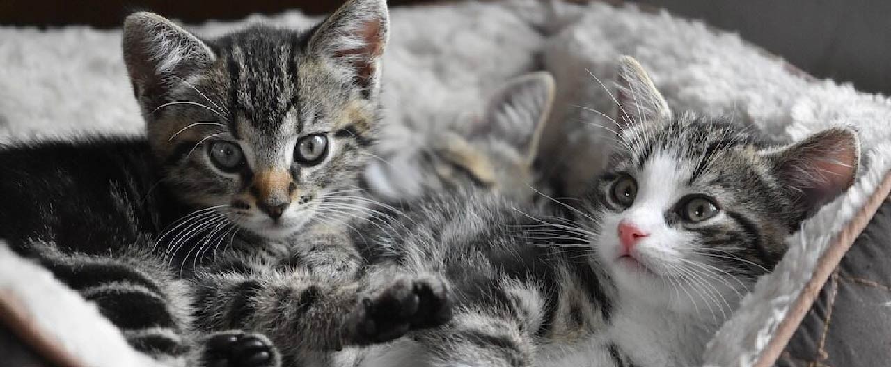 two grey kittens