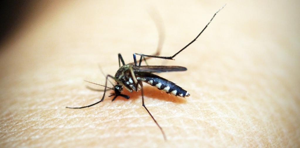 5 Cara Menjaga Kesehatan Keluarga Dari Demam Berdarah Dengue