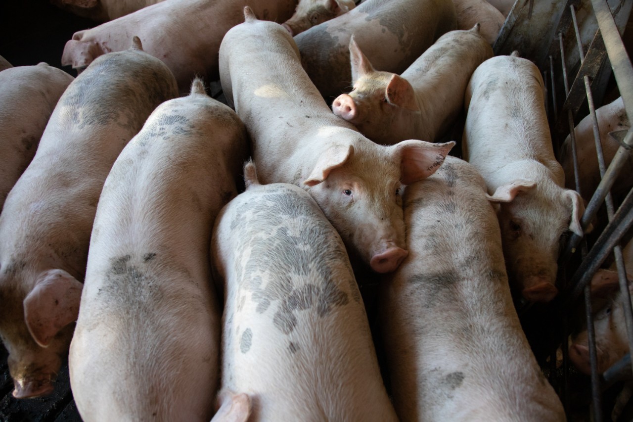 Virus Pembunuh Ribuan Babi di Medan Bisakah Menular Ke Manusia?