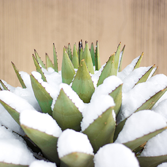 blue agave covered in snow